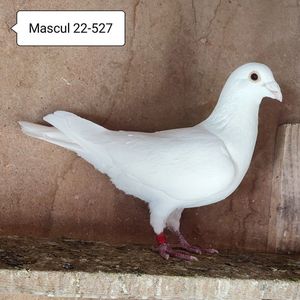 Mascul 22-527