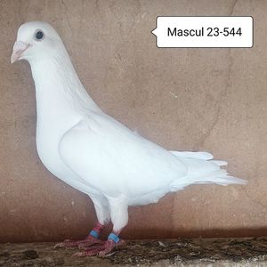 Mascul 23-544....-20 lei