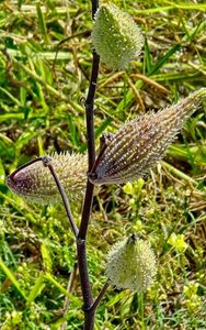 Milkweed - Asclepias Syriaca 2