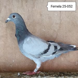 Femela 25-052