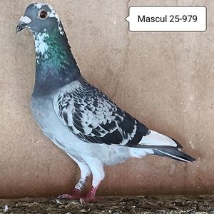 Mascul 25-979....-10 lei