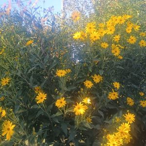 helianthus giganteum 20.09