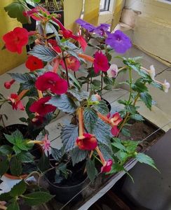 Lady in Black, Orange Delight, Odesa Blue, Milk & Honey; De la bloc
