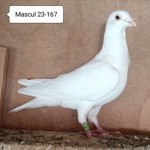Mascul 23-167