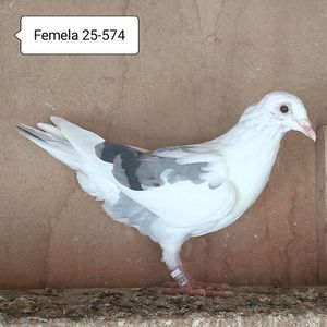 Femela 25-574