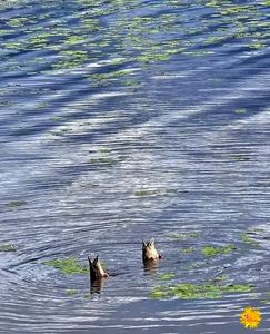 Funny Ducks
