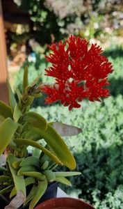 2025 Crassula falcata