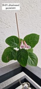 21.09.2025; Planta nr.1
