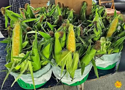 Green Corn