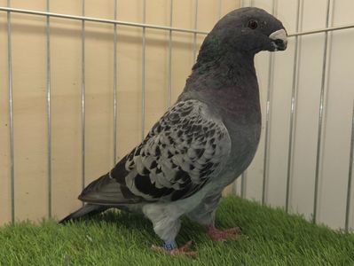 FEMELĂ 2024 - 11924