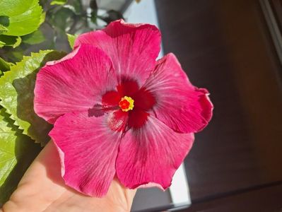 Tah. Purple Darling - 40 lei