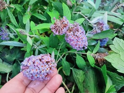 Buddleja davidii Butterfly Candy Little Sweetheart