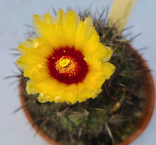 Coryphantha obscura