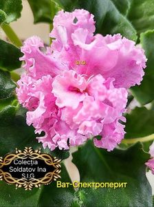 inbound4276639386809731905