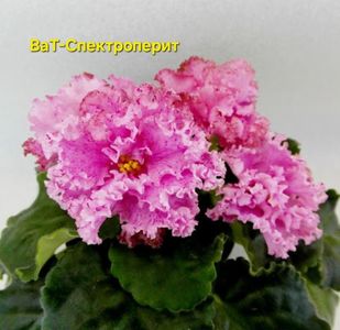 inbound3448267797689547135