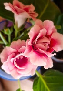 Gloxinis Pink
