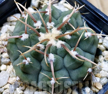 Gymnocalycium vatteri -Japan-
