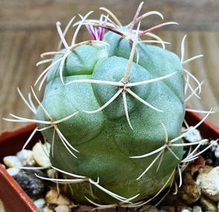 Thelocactus heterochromus -Japan-