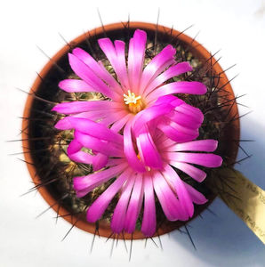 Coryphantha ramillosa