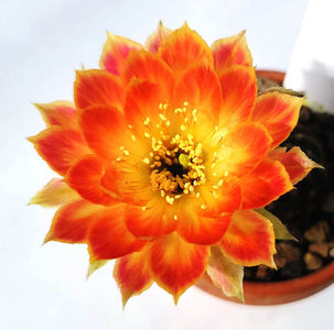 Lobivia hb Big red light