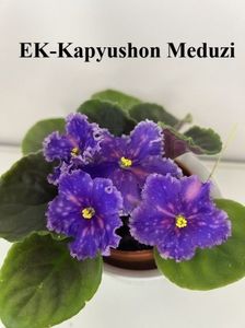 EK KAPIUSHON MEDUZI