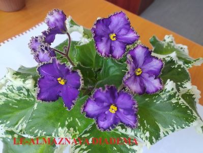 LE ALMAZNAYA DIADEMA - Copy