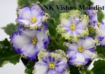NK Vishna Molodist