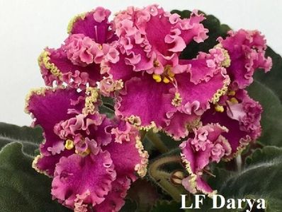 lf darya 2