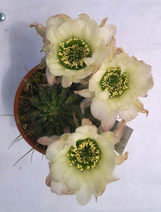 Lobivia longispina white_ green 3