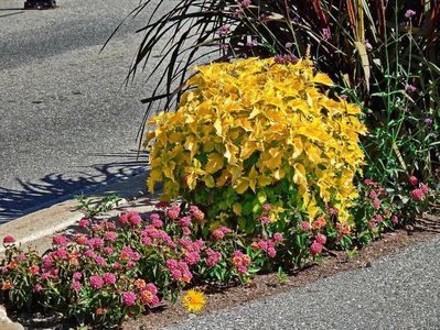 Street Flowers 3
