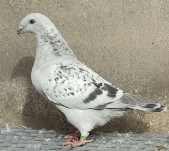 31