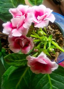 25.09.2025; Gloxinia Pink
