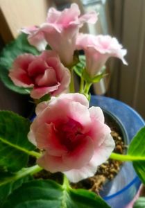 25.09.2025; Gloxinia Pink

