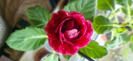 25.09.2025; Gloxinia
