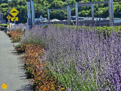 Street Flowers 2