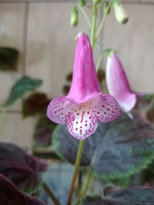 Midvinterljus