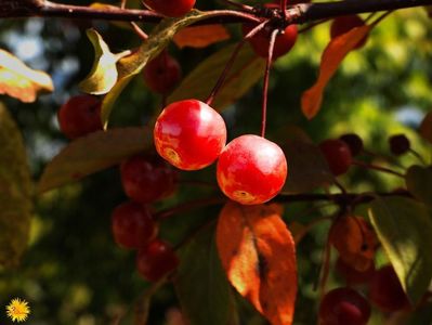 Wild Fruits 3