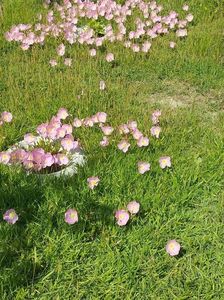 Imagine WhatsApp 2025-05-23 la 15.22.30_b1a8e05b