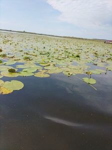 Imagine WhatsApp 2025-05-24 la 10.51.18_d8bef6e2