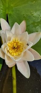 Imagine WhatsApp 2025-05-25 la 05.55.56_6fe849fd