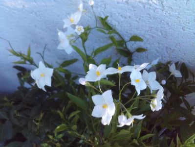 Solanum jasminoides