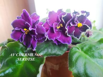 AV CHERNILNOE
