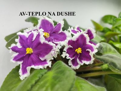 av teplo nou