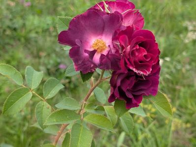 PXL_20250925_090010976