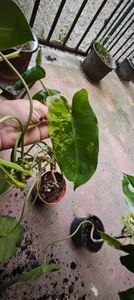 ; burle max variegated 25lei
