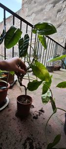 burle max variegated 25