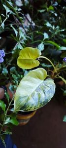 ; burle max variegated 65 lei
