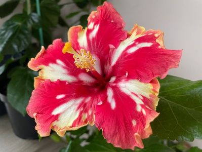 100 lei Vanessa s Love