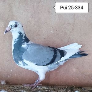 Pui 25-334