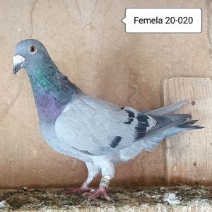 Femela 20-020
